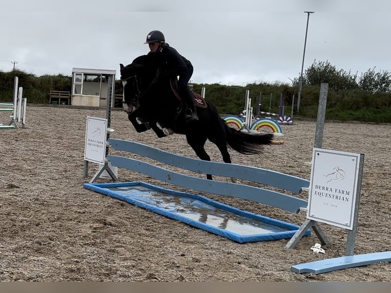 Irish Sport Horse Mix Mare 5 years 13,2 hh Brown in Cork