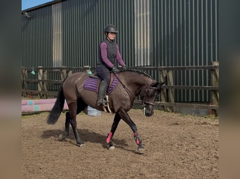 Irish Sport Horse Mare 5 years 14.1 hh Black in Sligo