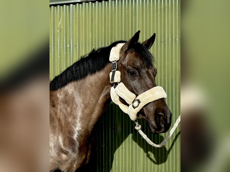 Irish Sport Horse Mare 5 years 14,1 hh Black in Sligo