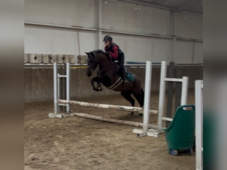 Irish Sport Horse Mare 5 years 14,1 hh Black in Sligo