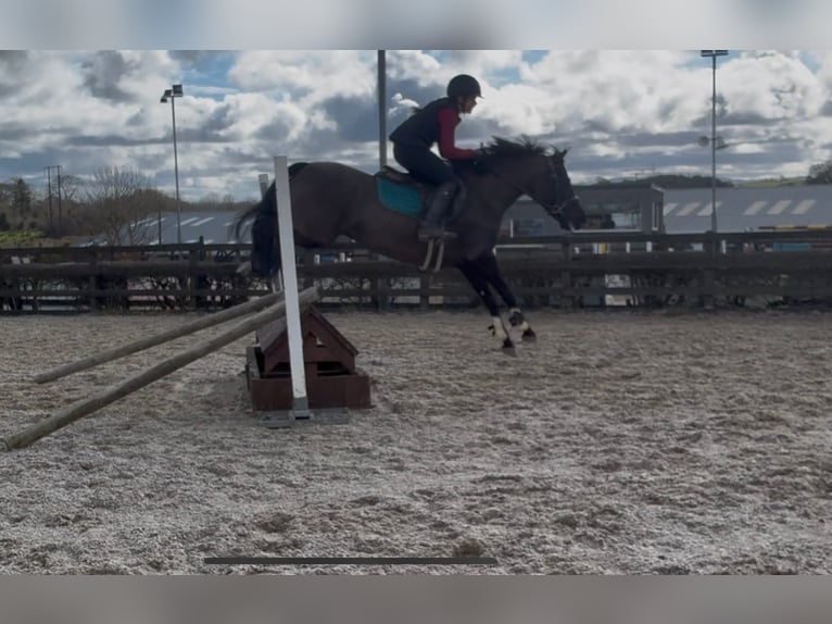 Irish Sport Horse Mare 5 years 14,1 hh Black in Sligo