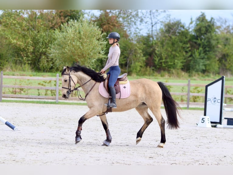 Irish Sport Horse Mare 5 years 14,3 hh Dun in Bogaarden Irish Sport Horse Mare 5 years 14,3 hh Dun in Bogaarden