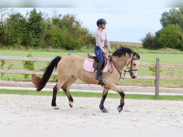 Irish Sport Horse Mare 5 years 14,3 hh Dun in Bogaarden Irish Sport Horse Mare 5 years 14,3 hh Dun in Bogaarden