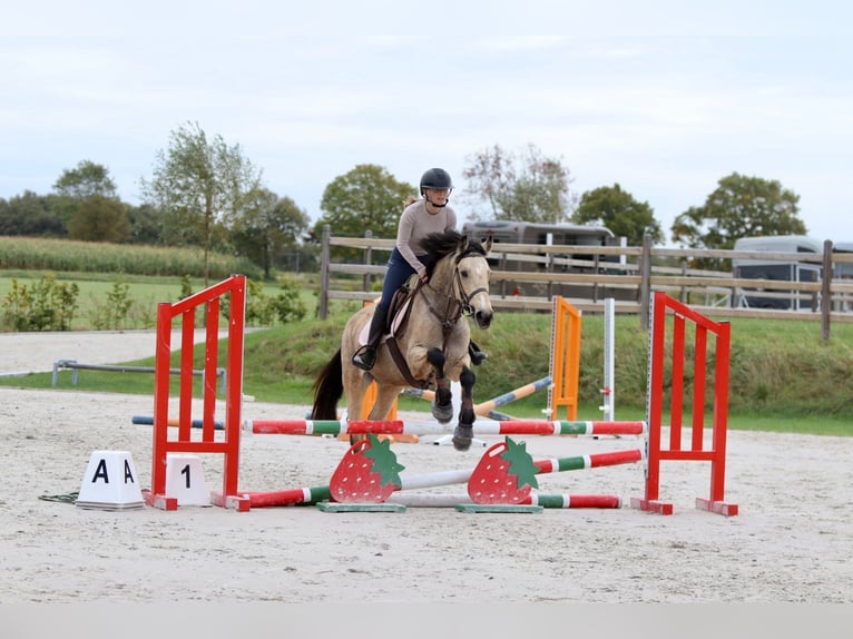 Irish Sport Horse Mare 5 years 14,3 hh Dun in Bogaarden Irish Sport Horse Mare 5 years 14,3 hh Dun in Bogaarden