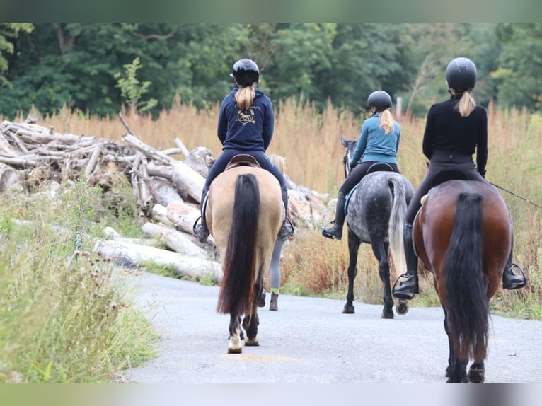 Irish Sport Horse Mare 5 years 14,3 hh Dun in Bogaarden Irish Sport Horse Mare 5 years 14,3 hh Dun in Bogaarden