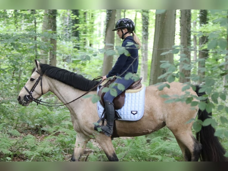 Irish Sport Horse Mare 5 years 14,3 hh Dun in Bogaarden Irish Sport Horse Mare 5 years 14,3 hh Dun in Bogaarden