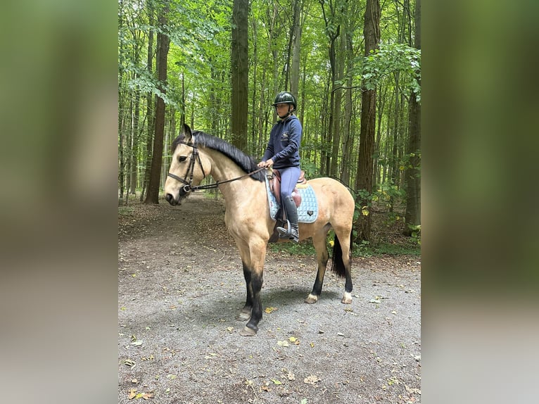 Irish Sport Horse Mare 5 years 14,3 hh Dun in Bogaarden