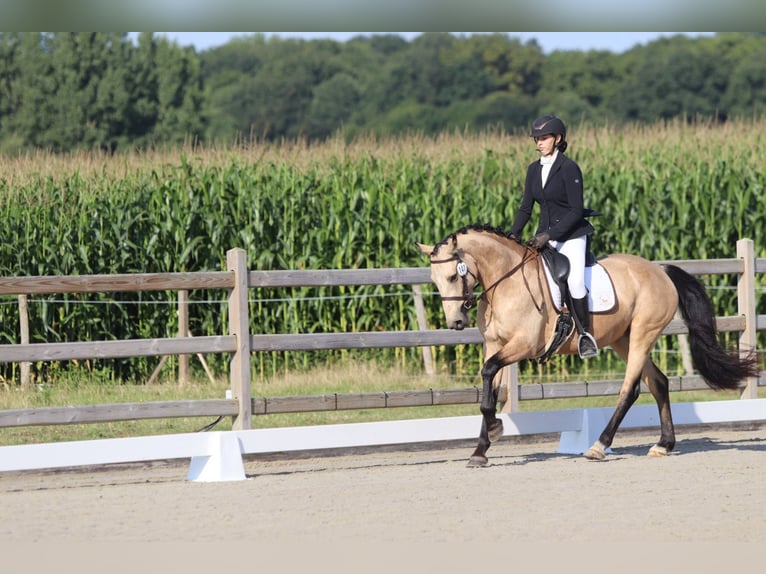 Irish Sport Horse Mare 5 years 14,3 hh Dun in Bogaarden