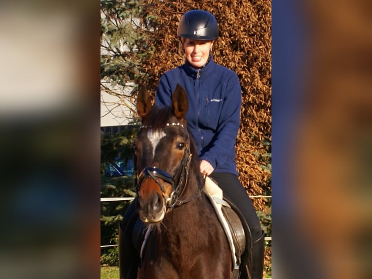 Irish Sport Horse Mare 5 years 15.2 hh Bay-Dark in Velpke