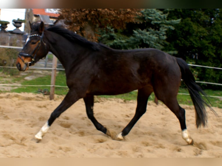 Irish Sport Horse Mare 5 years 15.2 hh Bay-Dark in Velpke