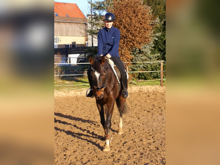 Irish Sport Horse Mare 5 years 15.2 hh Bay-Dark in Velpke