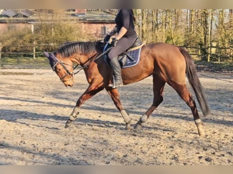 Irish Sport Horse Mare 5 years 15,2 hh Brown in Wachtendonk