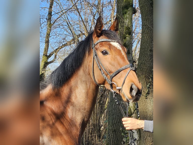 Irish Sport Horse Mare 5 years 15,2 hh Brown in Wachtendonk