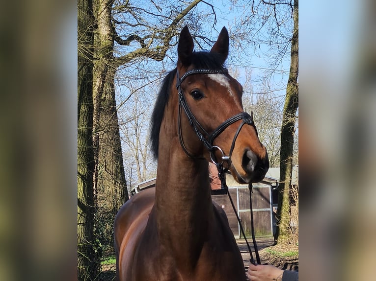 Irish Sport Horse Mare 5 years 15,2 hh Brown in Wachtendonk