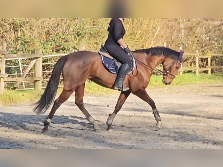 Irish Sport Horse Mare 5 years 15,2 hh Brown in Wachtendonk