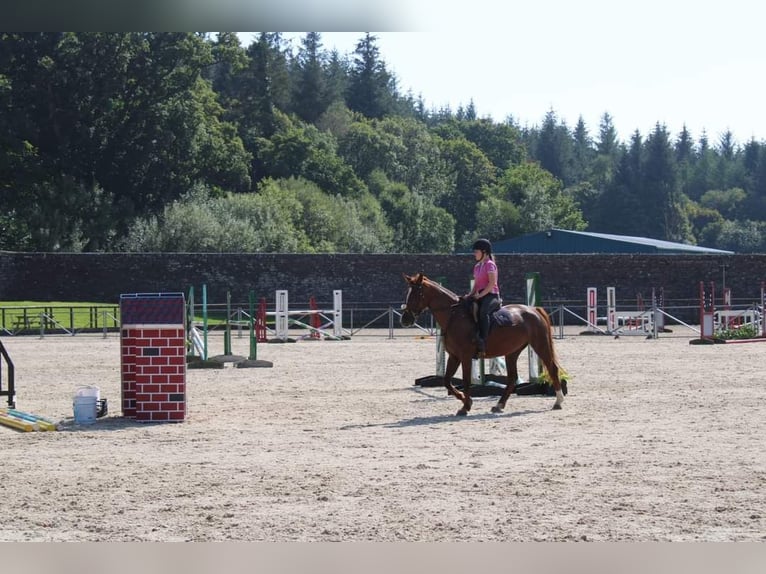 Irish Sport Horse Mare 5 years 15,2 hh Chestnut in Drumshanbo