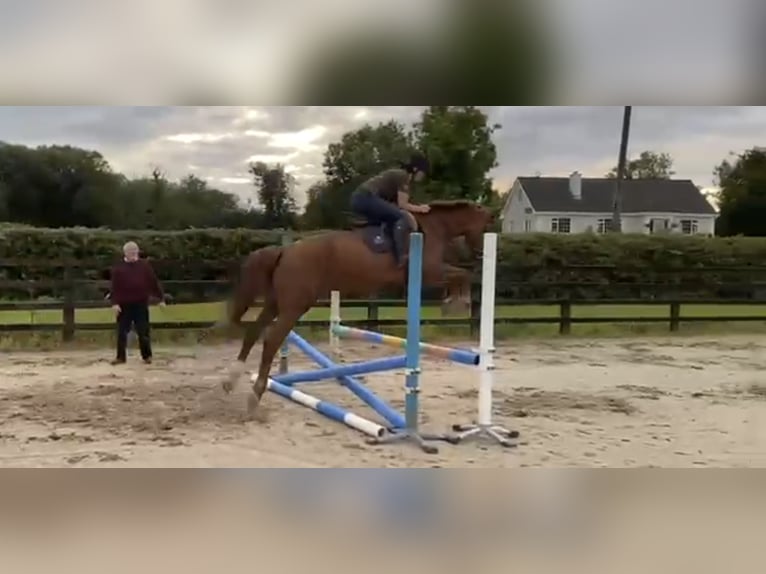 Irish Sport Horse Mare 5 years 15,2 hh Chestnut in Drumshanbo