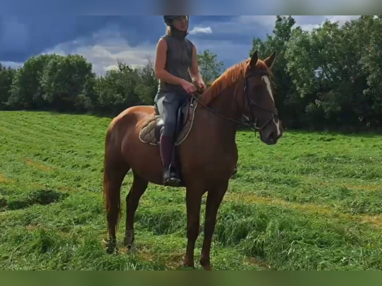 Irish Sport Horse Mare 5 years 15,2 hh Chestnut in Drumshanbo