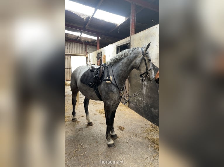 Irish Sport Horse Mare 5 years 15,2 hh Gray in Tralee