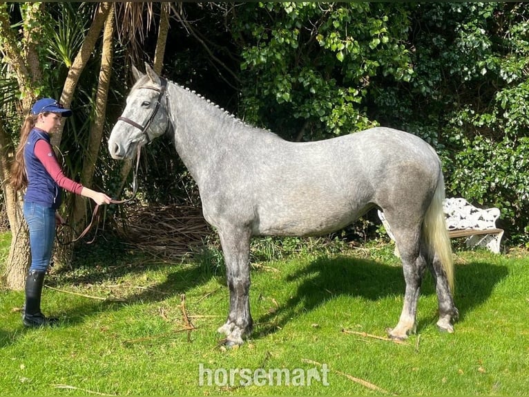 Irish Sport Horse Mare 5 years 15,2 hh Gray in Tralee