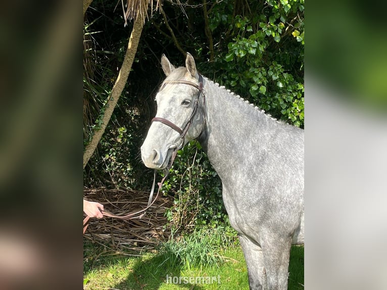 Irish Sport Horse Mare 5 years 15,2 hh Gray in Tralee