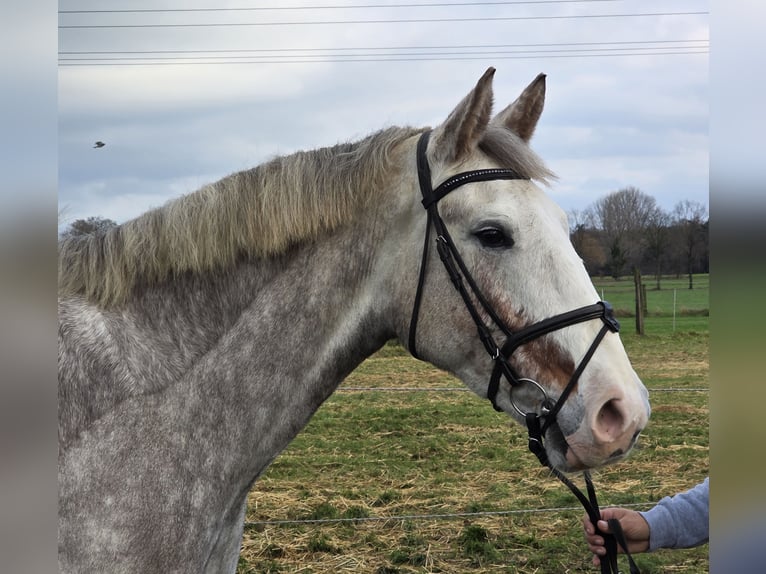 Irish Sport Horse Mare 5 years 15,2 hh Grey-Dapple in Wachtendonk