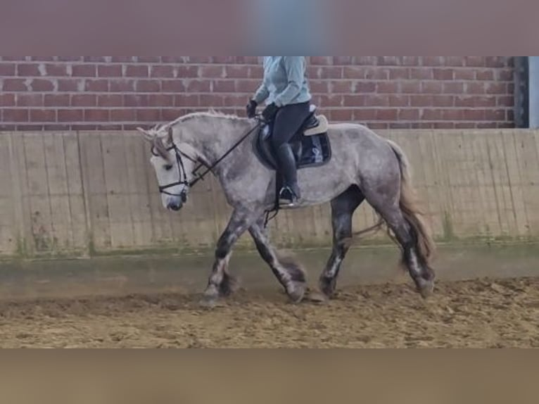 Irish Sport Horse Mare 5 years 15.2 hh Grey-Dapple in Wachtendonk