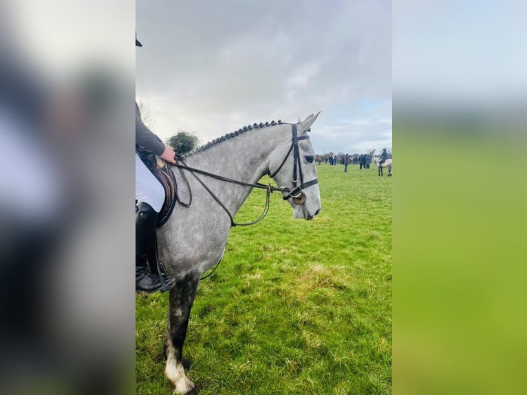 Irish Sport Horse Mare 5 years 15.2 hh Grey-Dapple in Sligo