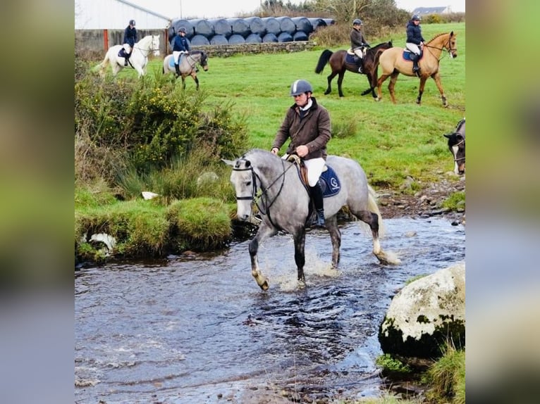 Irish Sport Horse Mare 5 years 15.2 hh Grey-Dapple in Sligo