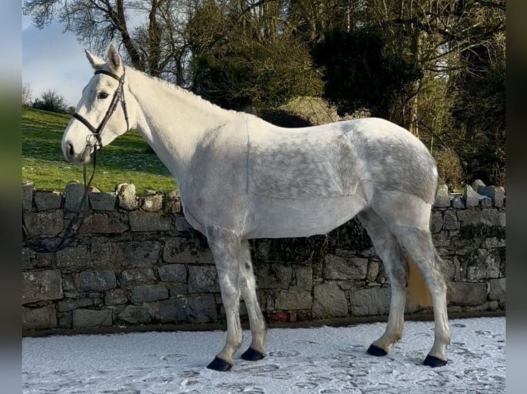 Irish Sport Horse Mare 5 years 15,2 hh Grey in Down