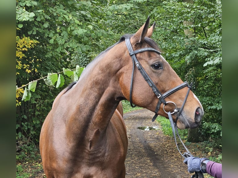 Irish Sport Horse Mare 5 years 15,3 hh Brown in Nettetal