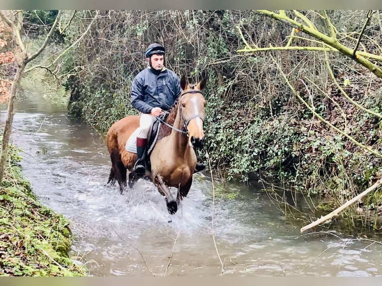 Irish Sport Horse Mare 5 years 15.3 hh Brown in Mountrath