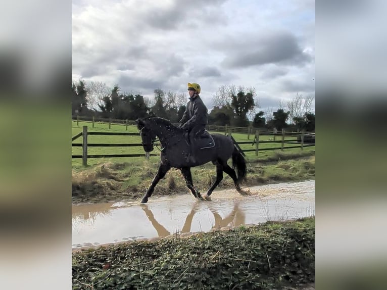 Irish Sport Horse Mare 5 years 15 hh Bay-Dark in Dublin