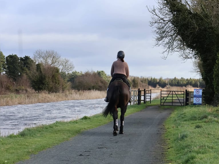 Irish Sport Horse Mare 5 years 15 hh Bay-Dark in Dublin