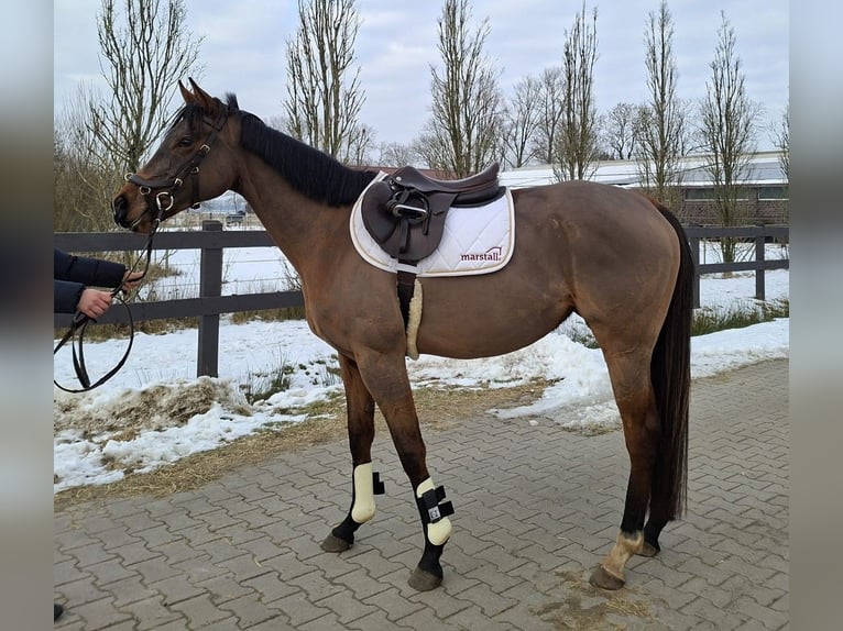 Irish Sport Horse Mare 5 years 15 hh Brown in Detern