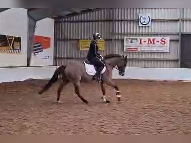 Irish Sport Horse Mare 5 years 15 hh Brown in Detern