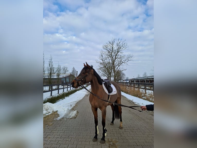 Irish Sport Horse Mare 5 years 15 hh Brown in Detern