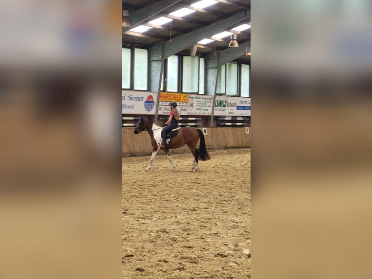 Irish Sport Horse Mix Mare 5 years 15 hh Pinto in Werlte