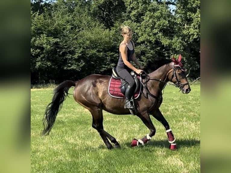 Irish Sport Horse Mare 5 years 15,2 hh Bay-Dark in Oebisfelde
