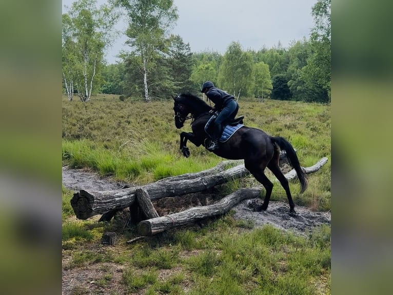 Irish Sport Horse Mare 5 years 15,2 hh Bay-Dark in Oebisfelde