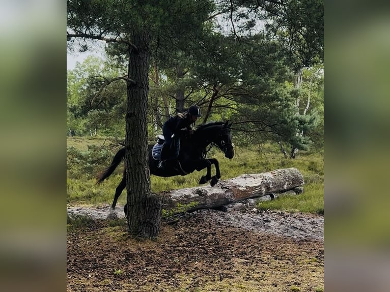 Irish Sport Horse Mare 5 years 15,2 hh Bay-Dark in Oebisfelde