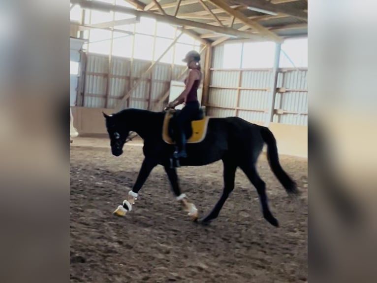 Irish Sport Horse Mare 5 years 15,2 hh Bay-Dark in Oebisfelde