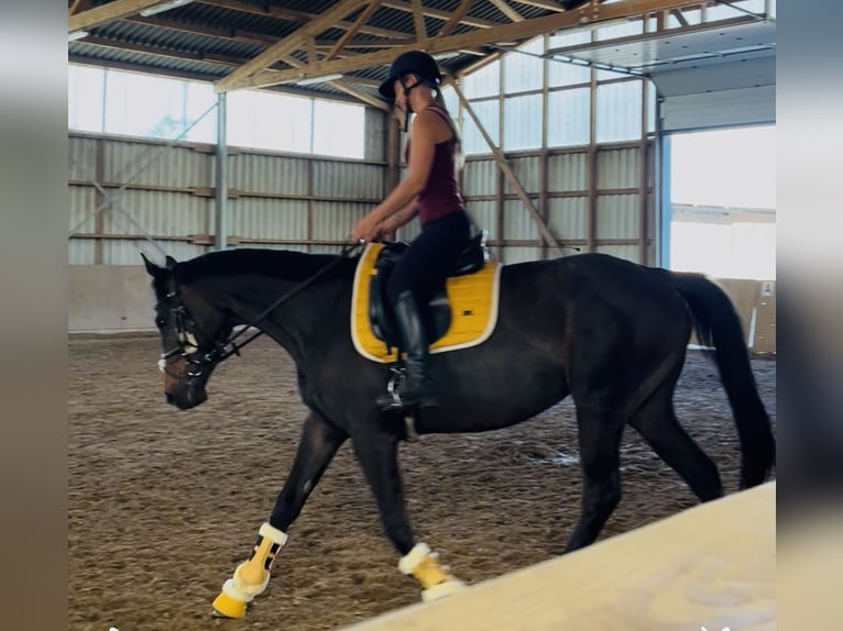 Irish Sport Horse Mare 5 years 15,2 hh Bay-Dark in Oebisfelde