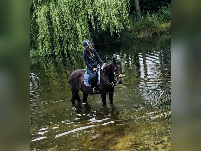Irish Sport Horse Mare 5 years 15,2 hh Bay-Dark in Oebisfelde