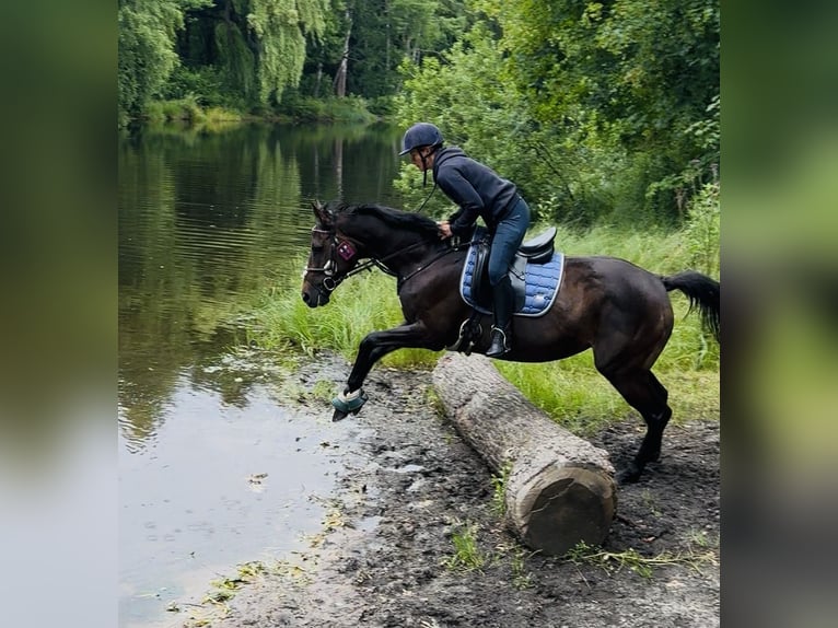 Irish Sport Horse Mare 5 years 15,2 hh Bay-Dark in Oebisfelde