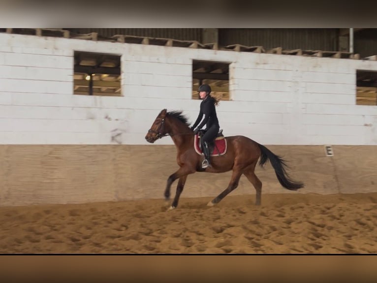 Irish Sport Horse Mare 5 years 15,2 hh Brown in Niederzier