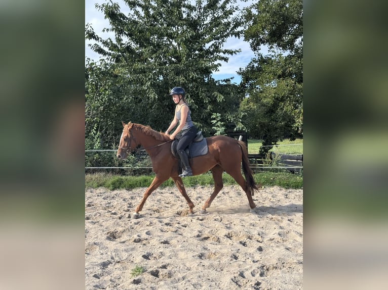 Irish Sport Horse Mare 5 years 15,2 hh Chestnut-Red in Schellerten