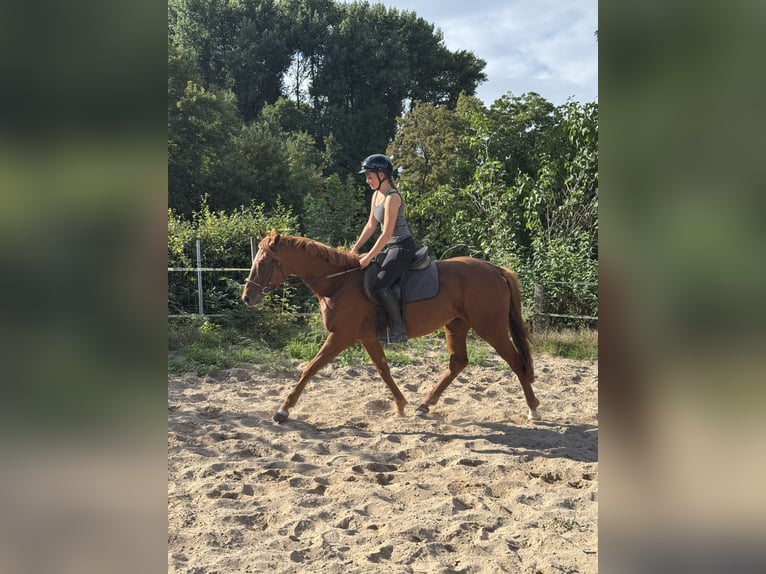 Irish Sport Horse Mare 5 years 15,2 hh Chestnut-Red in Schellerten