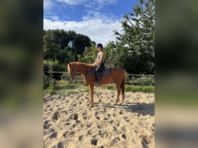 Irish Sport Horse Mare 5 years 15,2 hh Chestnut-Red in Schellerten