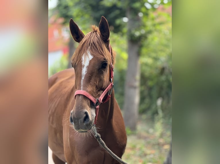 Irish Sport Horse Mare 5 years 15,2 hh Chestnut-Red in Schellerten